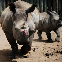 Nicole Franco: Saving Wild Rhinos